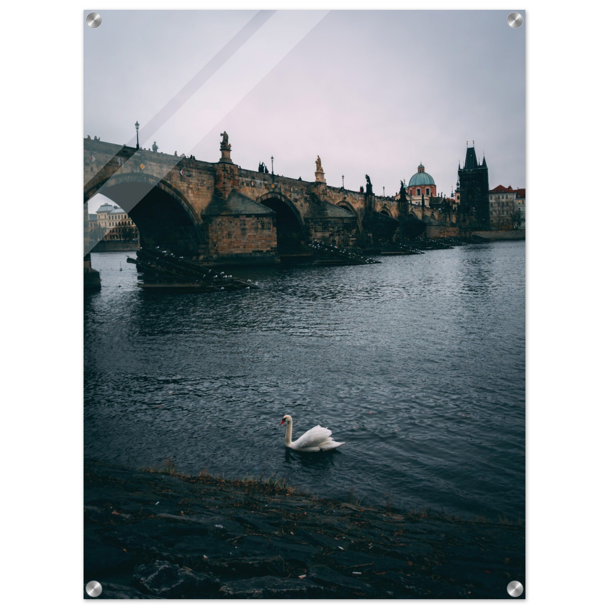 Glide with the Swan: The Majestic Charles Bridge of Prague | Acrylic Print