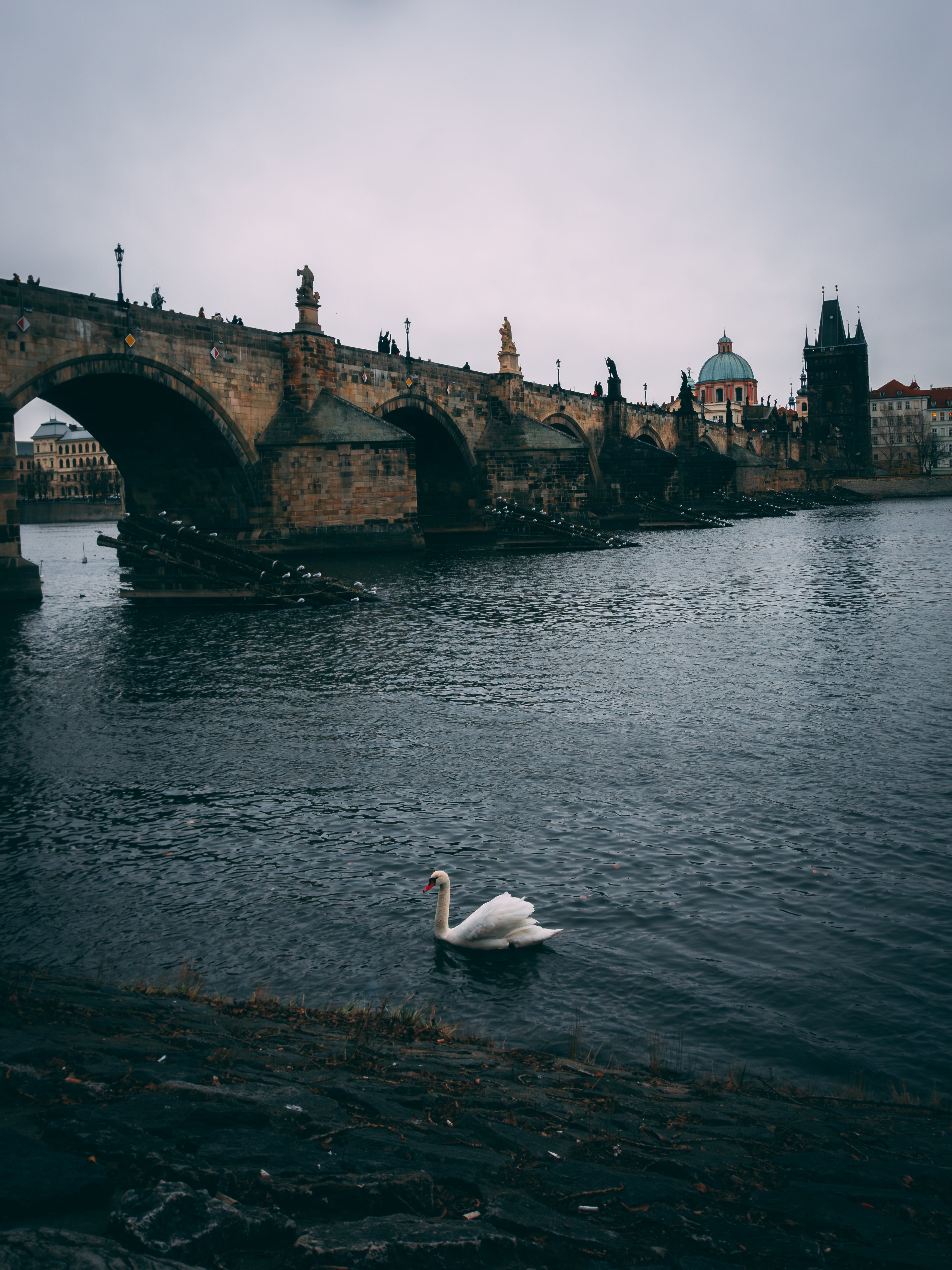 Glide with the Swan: The Majestic Charles Bridge of Prague | Poster