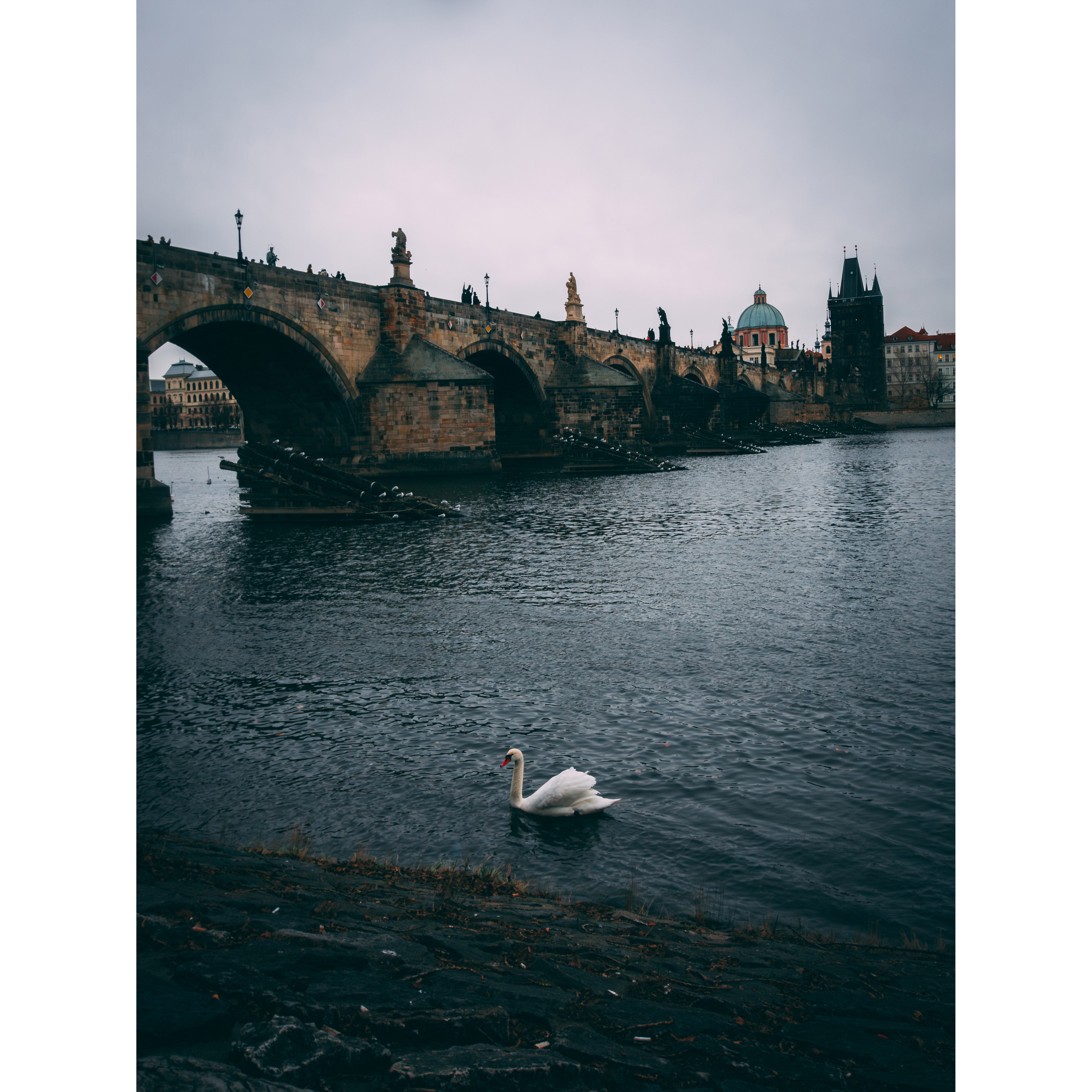 Glide with the Swan: The Majestic Charles Bridge of Prague | Canvas