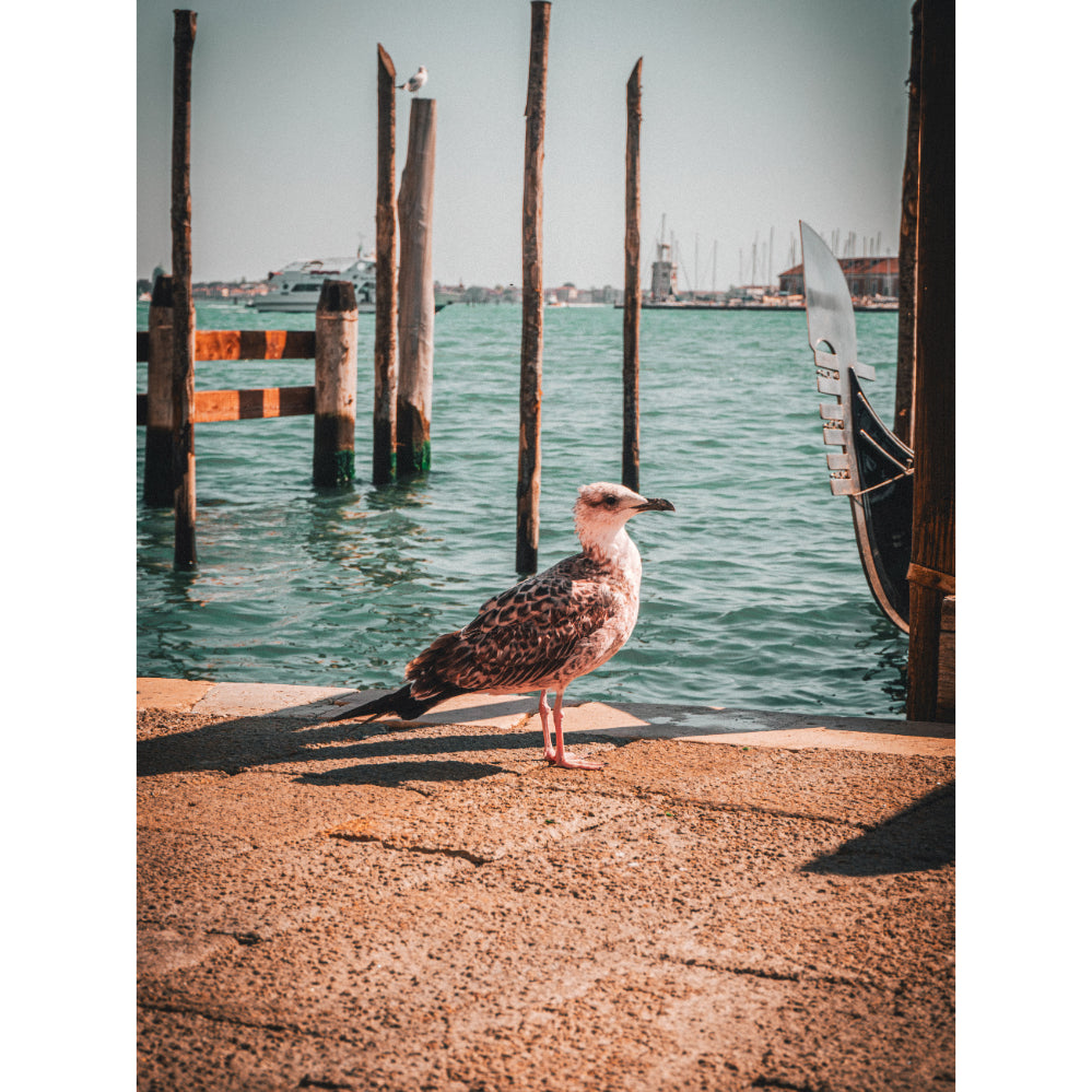 Seagull's Rest: Overlooking Venice's Waters | Acrylic Print
