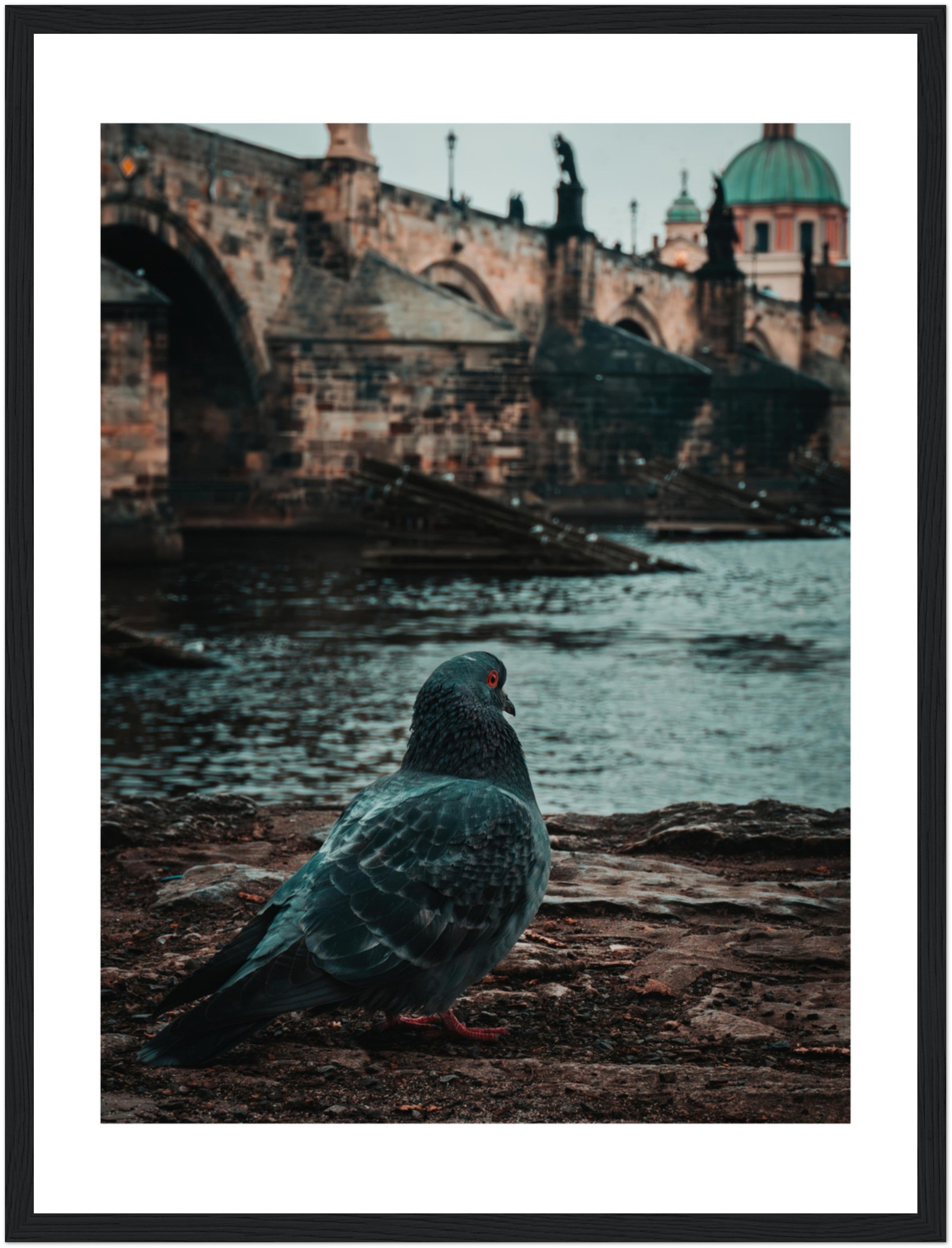 Charles Bridge Charm: A Pigeon's Perspective in Prague | Poster