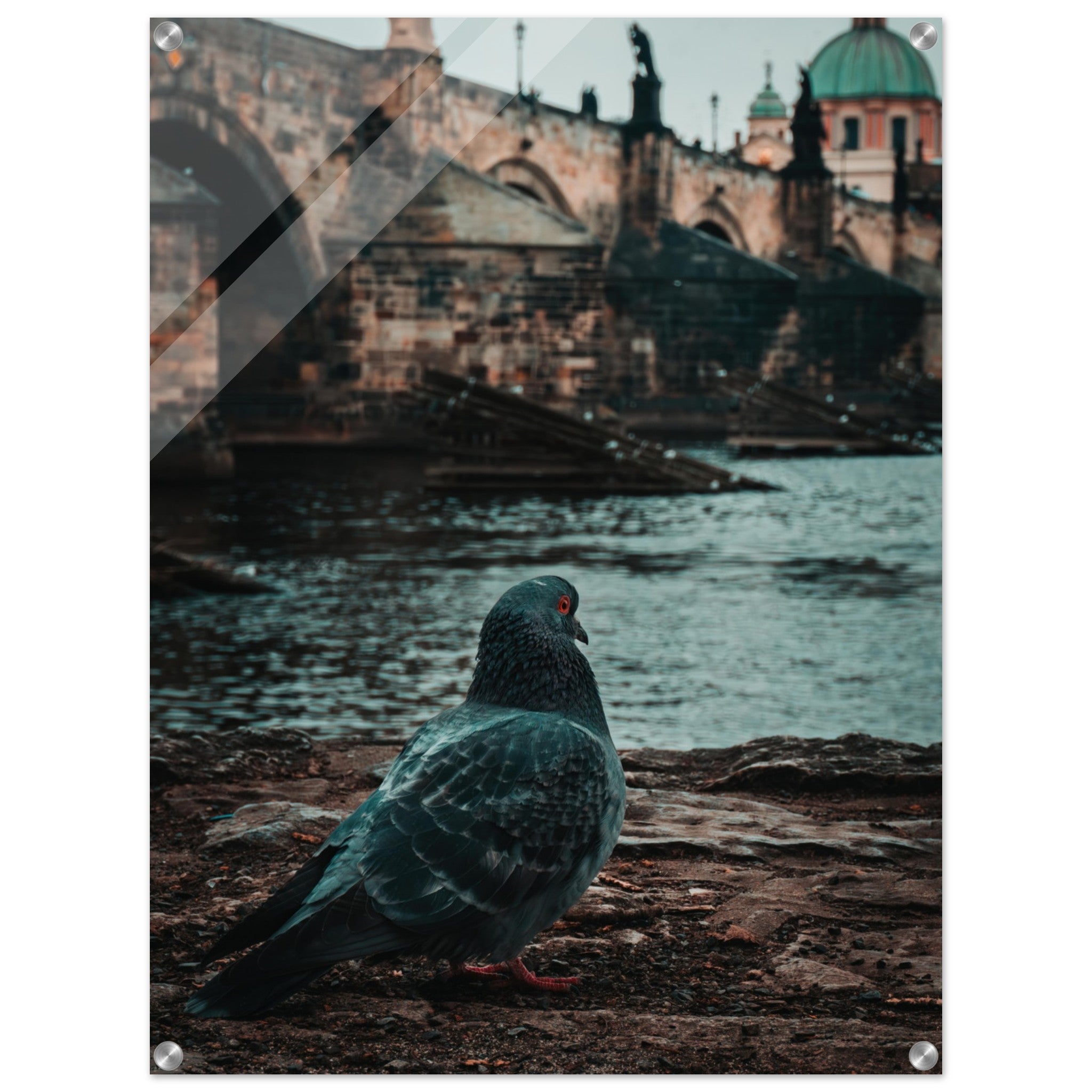Charles Bridge Charm: A Pigeon's Perspective in Prague | Acrylic Print