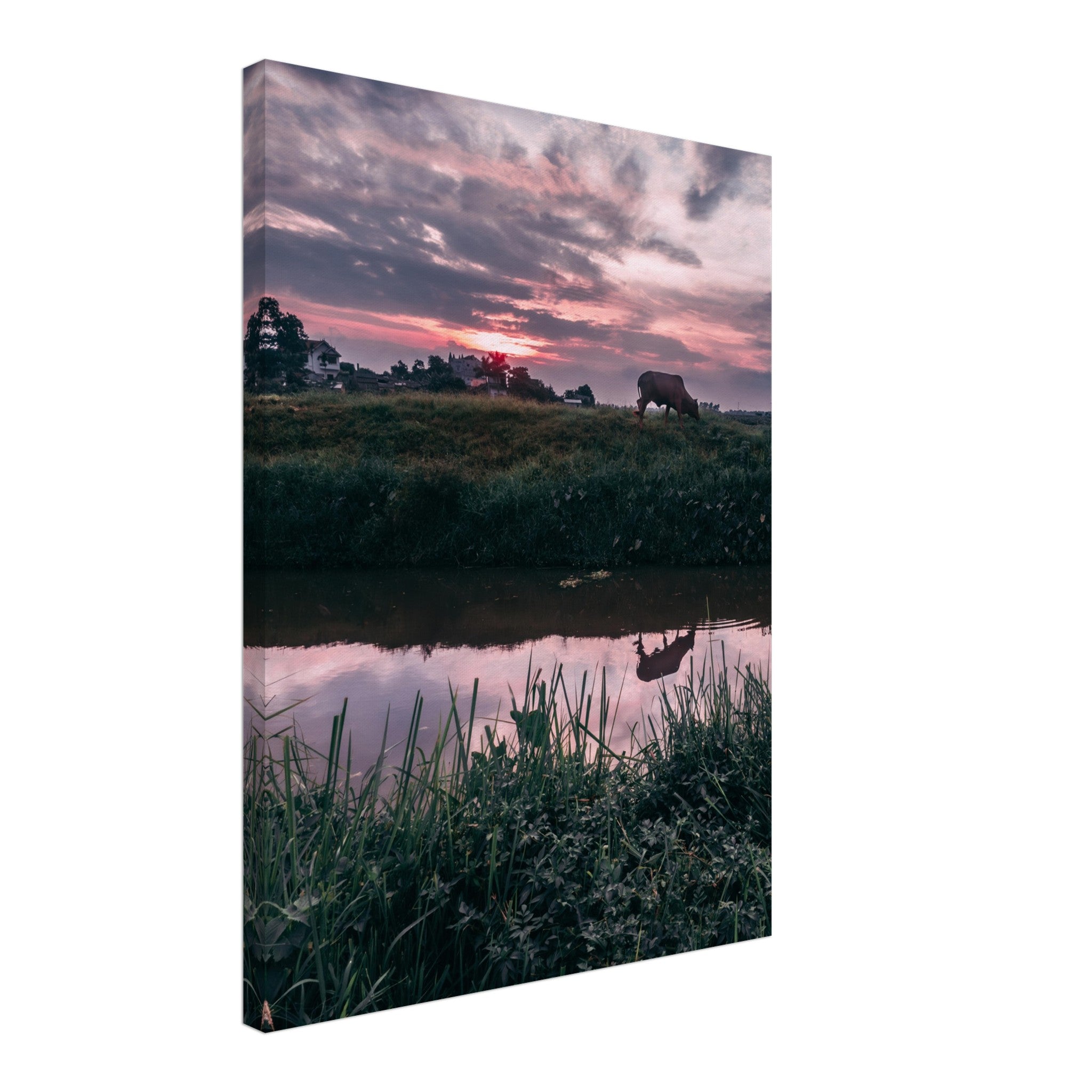 Vietnamese Countryside: A Cow, A River, and Endless Green | Canvas