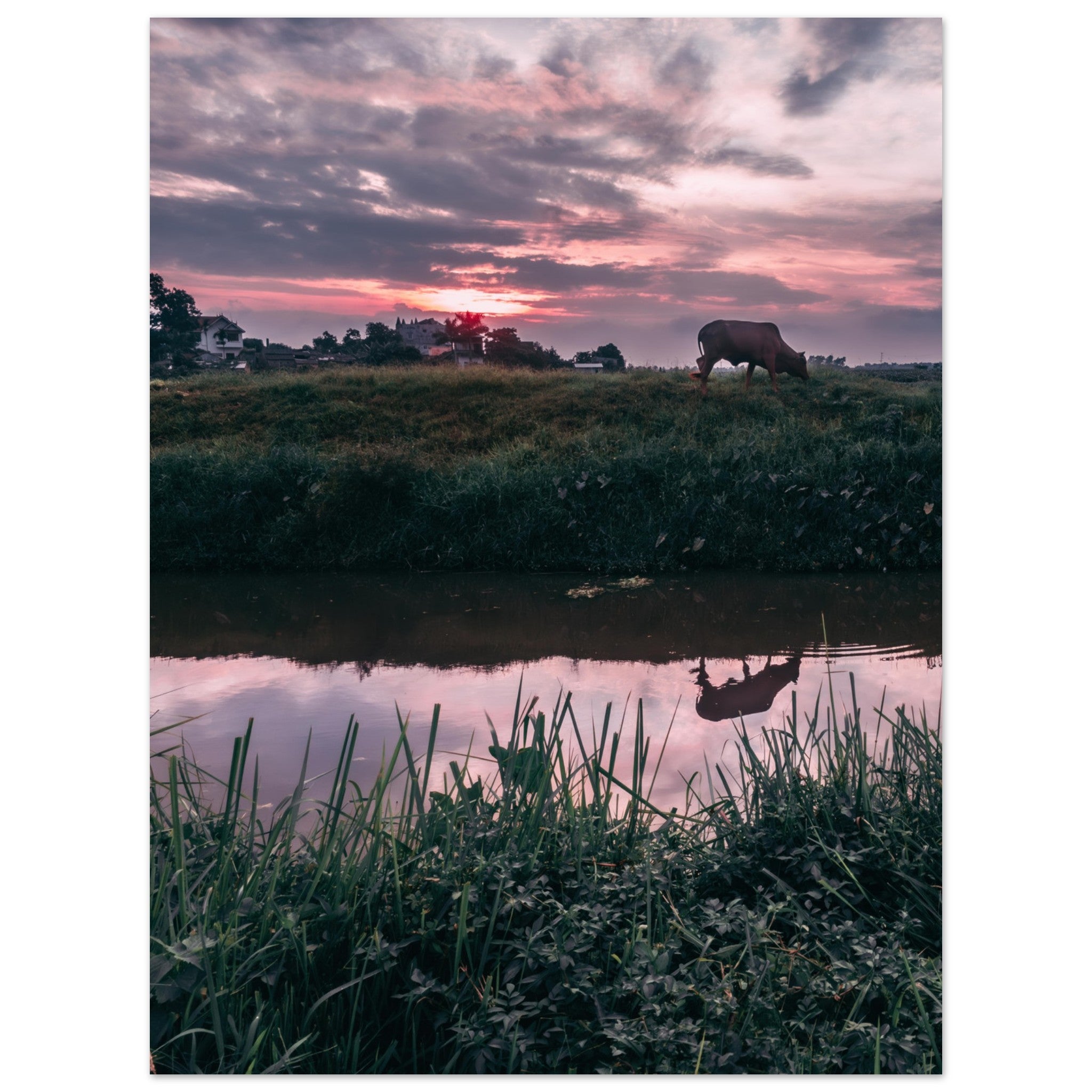 Vietnamese Countryside: A Cow, A River, and Endless Green | Metal Print