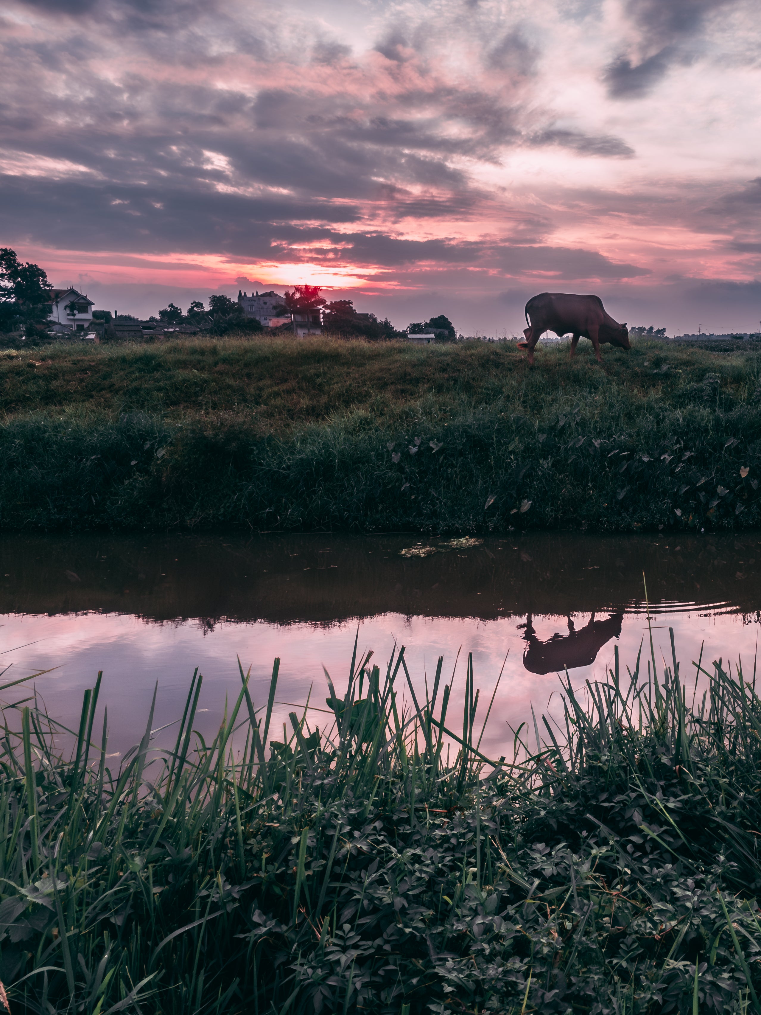 Vietnamese Countryside: A Cow, A River, and Endless Green | Poster