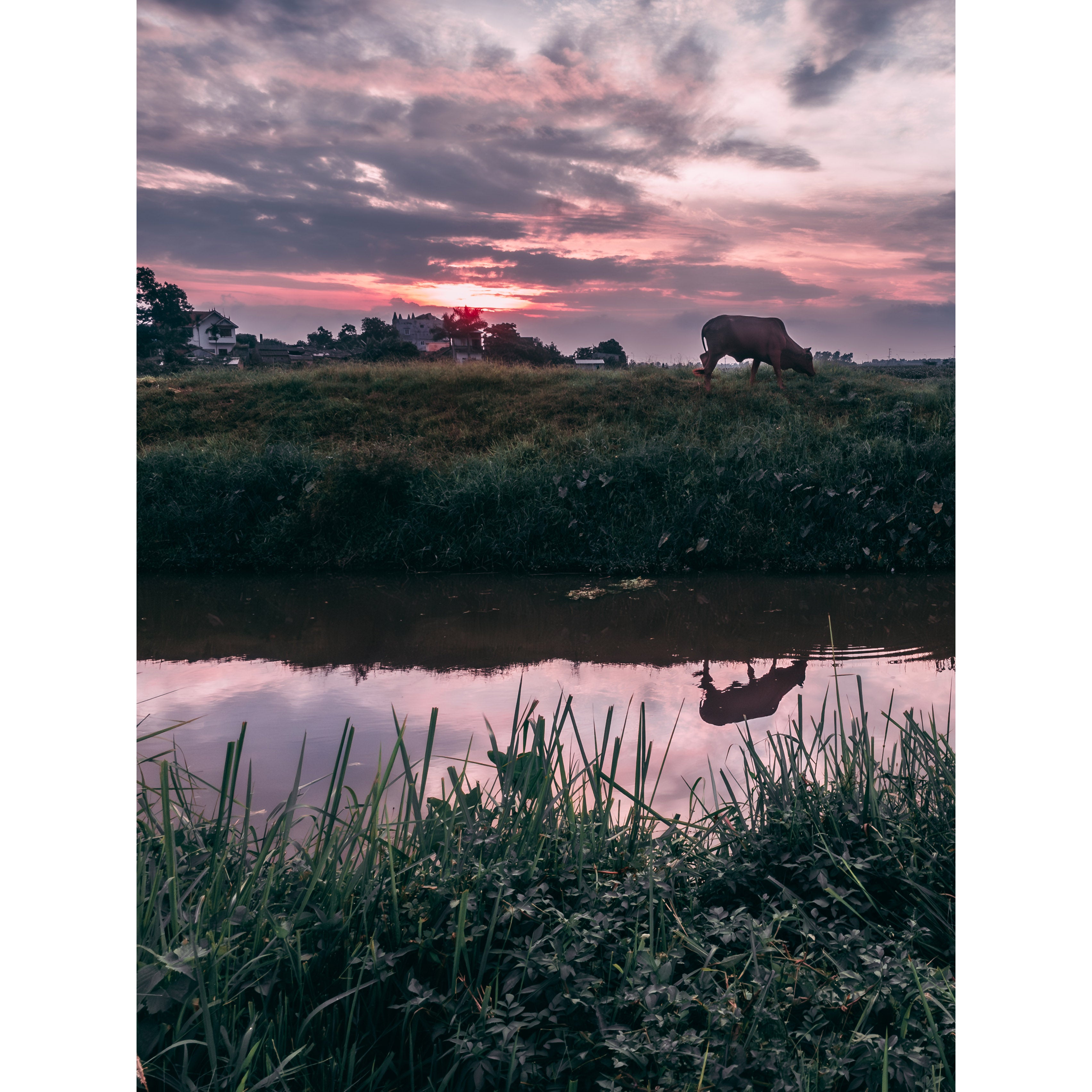 Vietnamese Countryside: A Cow, A River, and Endless Green | Canvas