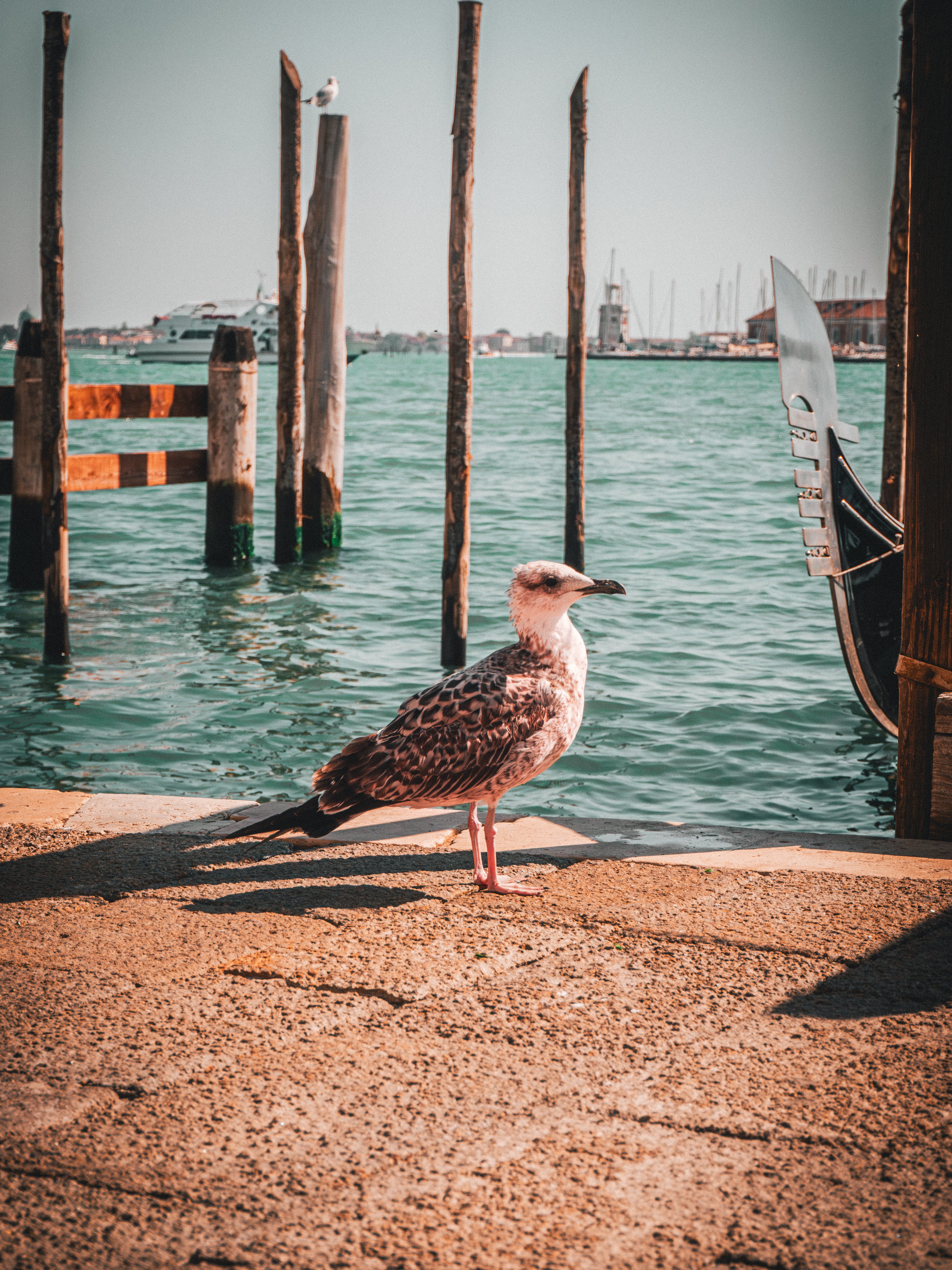 Seagull's Rest: Overlooking Venice's Waters | Poster