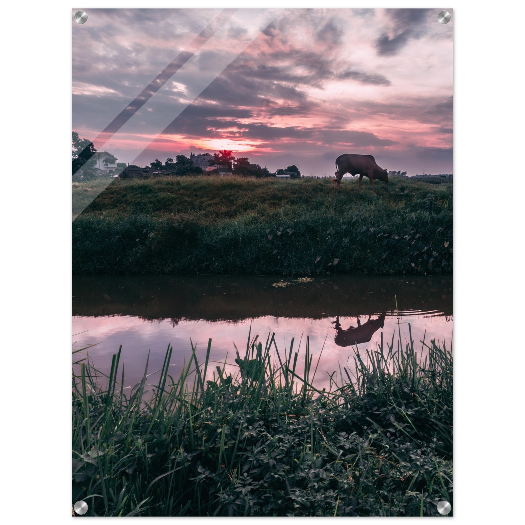 Vietnamese Countryside: A Cow, A River, and Endless Green | Acrylic Print